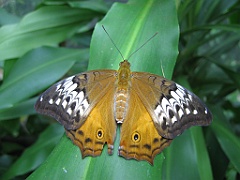 081 Kuranda Butterfly Sanctuary